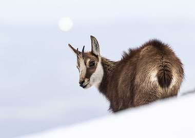 Young chamois