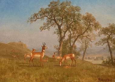 Grazing Antelope Bierstadt