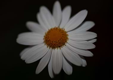White leucanthemum flower