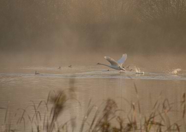 Swan Take off