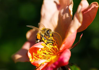 Bee on a flower