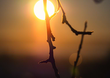 Sunset behind branches