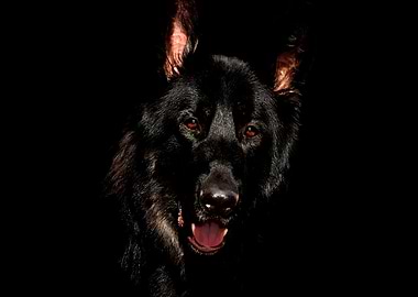 animal black ground becgie