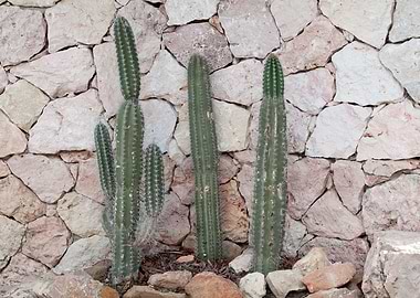 Cacti Geo Dream 1