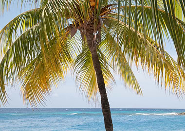 Caribbean Palm Tree 1