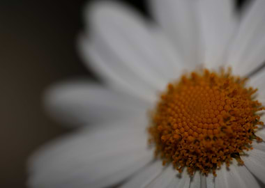 White leucanthemum flower