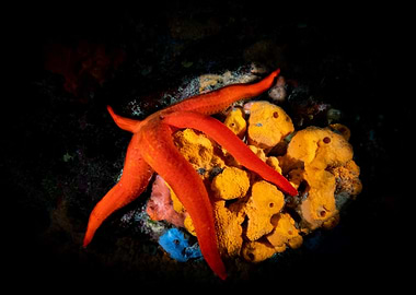 Starfish