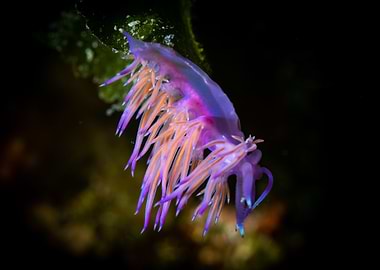 Nudibranch