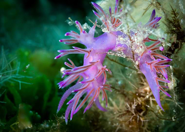Nudibranch
