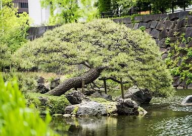 Bonsai Lake