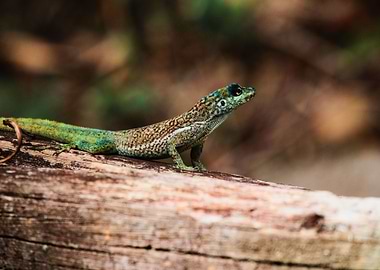 Anolis de martinique