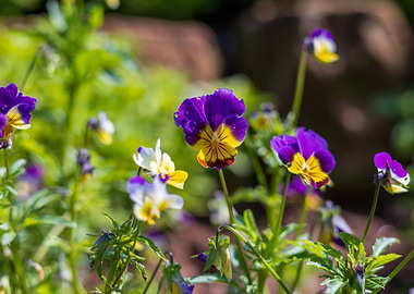 Wild Pansys