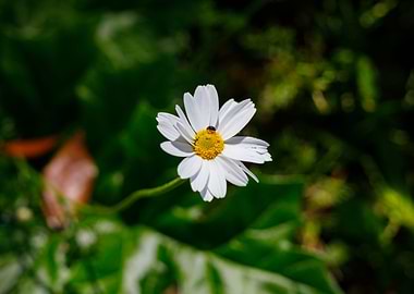 Macro of daisy flower