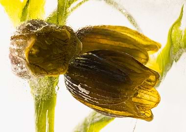 Fritillaria in ice 1