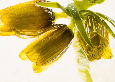 Fritillaria in ice 2