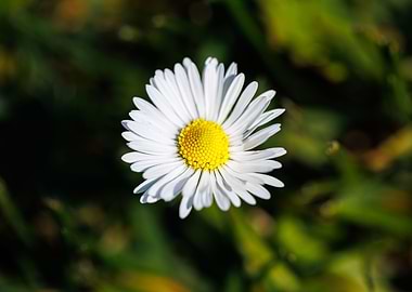 Macro of daisy flower