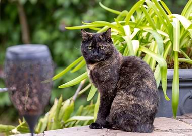 Black Cat and Green Plants