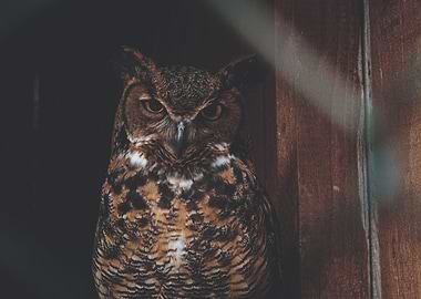 the owl and the old house