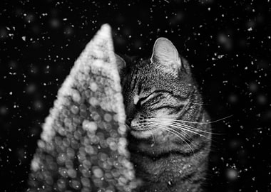 lonely cat and pine tree