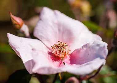 Macro of a rose