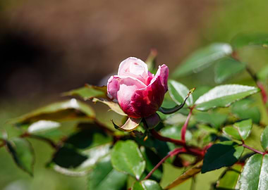 Macro of a rose