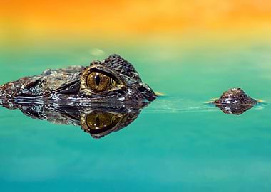 colorful crocodile