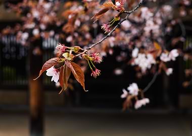 Cherry Blossom in orange