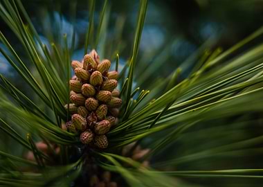 Pine small up Close
