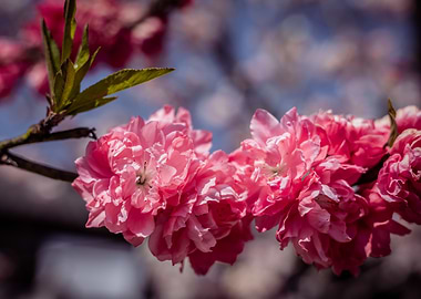 Pink Cherry Blossoms