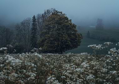 Tree in a Flower Field