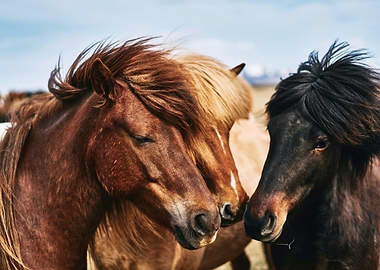 Horses
