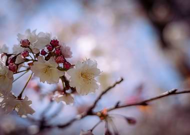 Cherry Blossom up Close