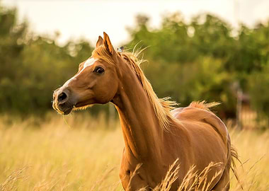 Horse