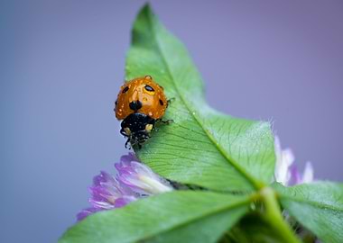 Lady Bug