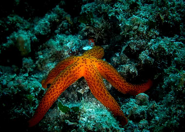 Starfish