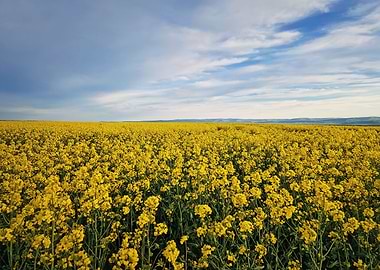 Rapeseed field