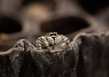 Jumping Spider