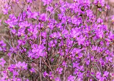 Dahurian rhododendron