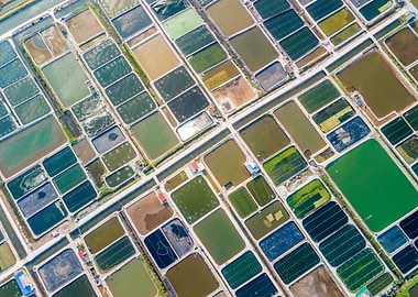 Shrimp farms in Vietnam
