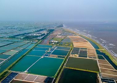 Shrimp farms in Vietnam