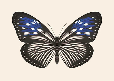 Euploea Mulciber butterfly