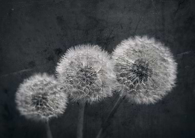 Black background,dandelion