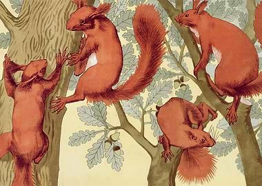 Squirrels
