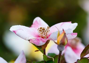 Macro of a rose