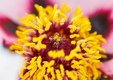 Macro of a peony