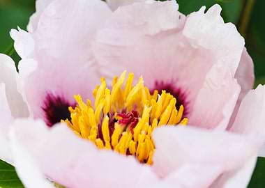 Macro of a peony