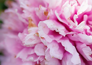 Macro of a peony