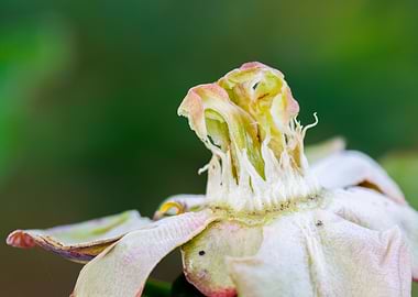 Macro of a peony