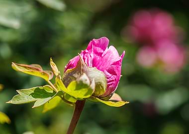 Macro of a peony
