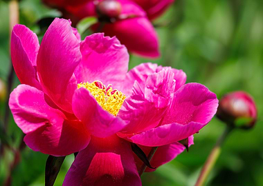 Macro of a peony